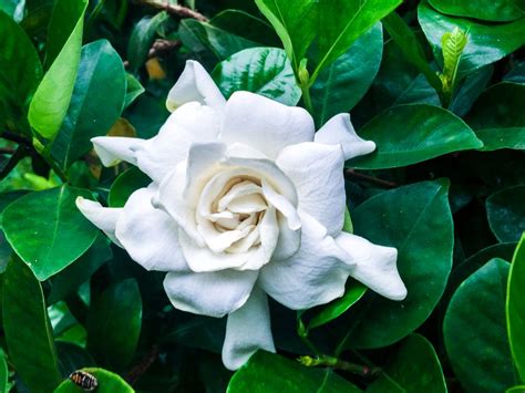 florida gardenia care.